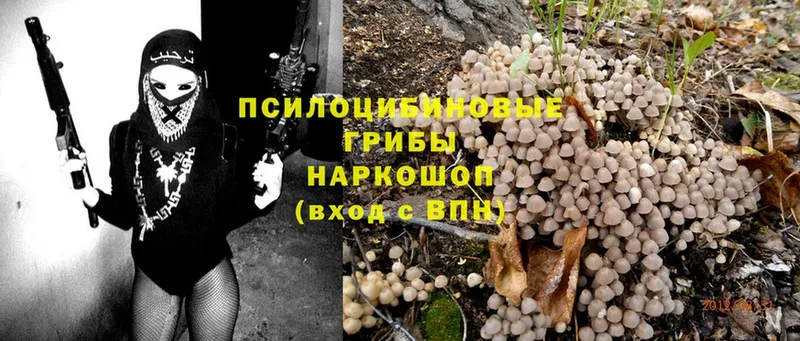 Псилоцибиновые грибы Cubensis  Балабаново 